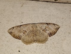 Somatina purpurascens