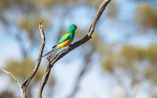 Mulga Parrot