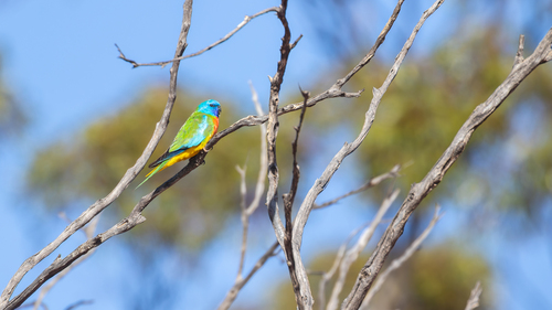 Scarlet-chested Parrot