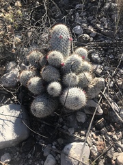 Mammillaria haageana meissneri