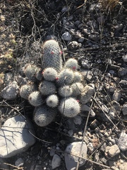 Mammillaria haageana meissneri