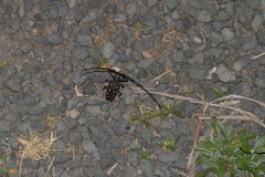 Batocera frenchi