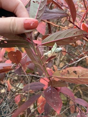 Itea virginica