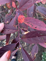 Itea virginica