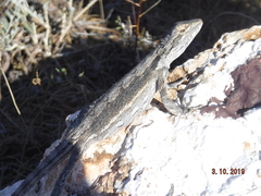Pogona minor