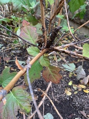 Hydrangea quercifolia