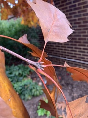 Quercus rubra
