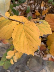 Magnoliopsida