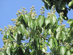 Simira salvadorensis