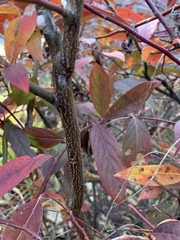 Itea virginica