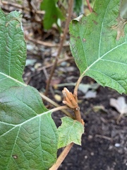 Hydrangea quercifolia