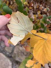Magnoliopsida