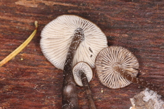 Myochromella boudieri