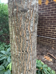 Quercus rubra