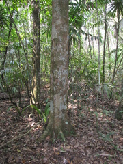 Simira salvadorensis