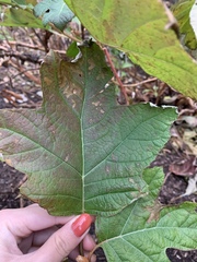 Hydrangea quercifolia