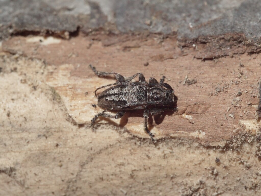 Pogonocherus creticus