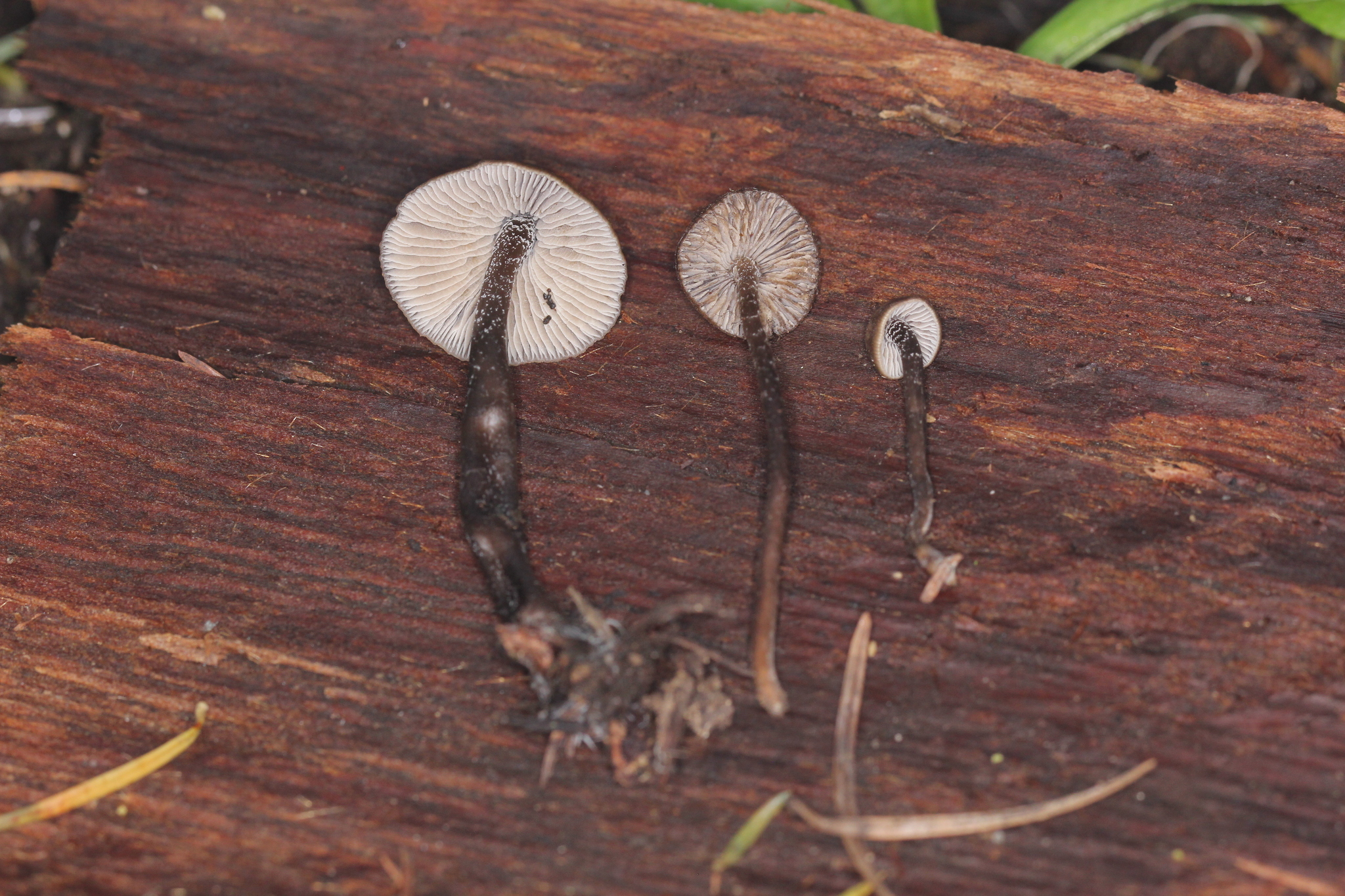 Tephrocybe boudieri image