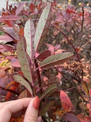 Itea virginica