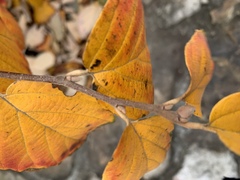 Magnoliopsida