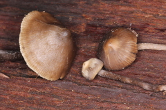 Myochromella boudieri