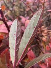 Itea virginica