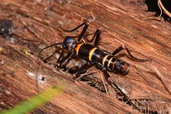 Monticomorpha flavolimbata