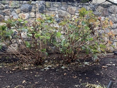 Hydrangea quercifolia