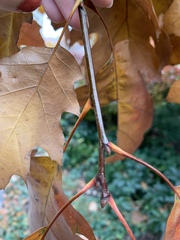 Quercus rubra