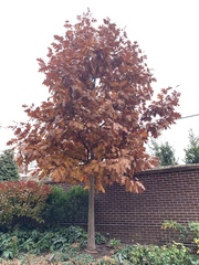 Quercus rubra