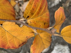 Magnoliopsida