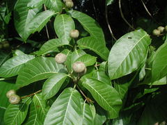 Simira salvadorensis