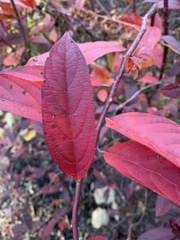 Itea virginica