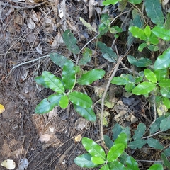 Escallonia pulverulenta