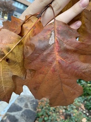 Quercus rubra