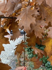 Quercus rubra