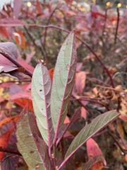 Itea virginica