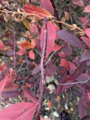 Itea virginica