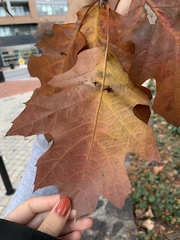 Quercus rubra