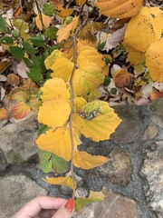 Magnoliopsida