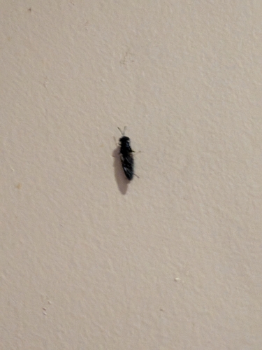 Unknown species found near Clayton, MO, USA