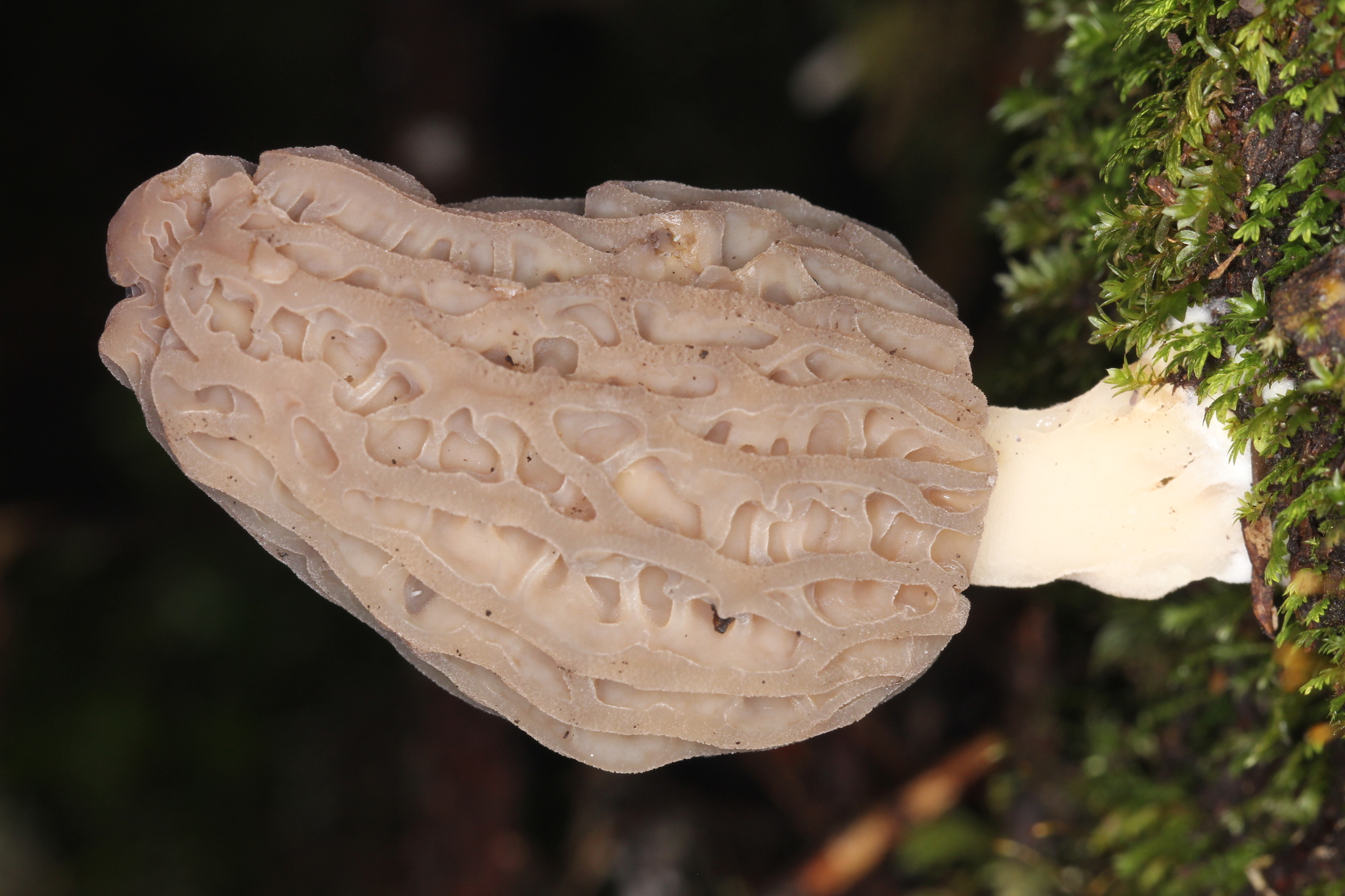 Morchella rufobrunnea image