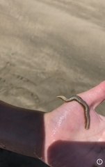 Aglaophamus macroura