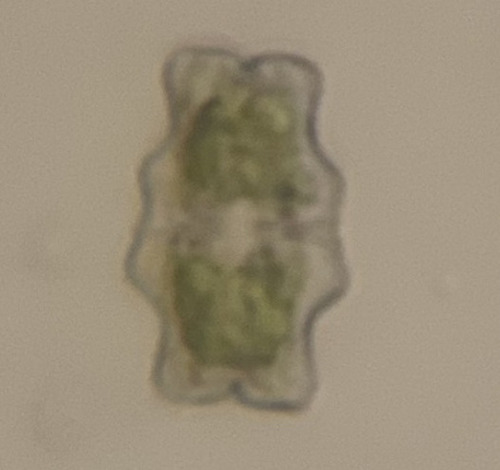Euastrum incavatum