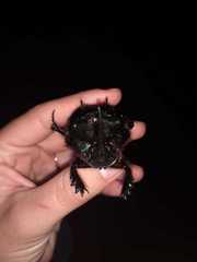 Coprophanaeus ensifer