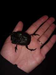 Coprophanaeus ensifer