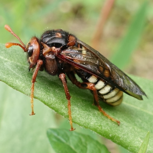 North American Elm Sawfly