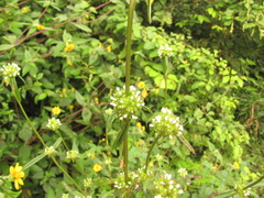 Spermacoce prostrata