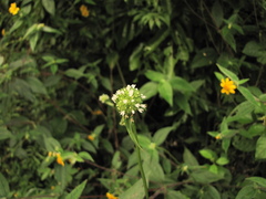 Spermacoce prostrata