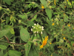 Spermacoce prostrata